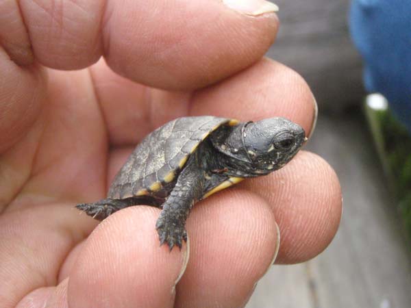 juv. Europ. Sumpfschildkr�te Reinheim (D. Diehl)